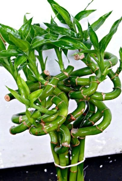 STRIKING Lucky Bamboo Plant 6-8 Inches Curly BUY2 GET1 FREE